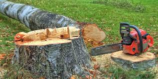 Tree and Shrub Care in Glens Falls, NY