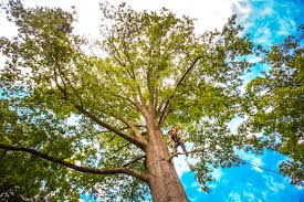 Trusted Glens Falls, NY Tree Care Experts