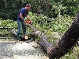 Best Tree Preservation Services  in Glens Falls, NY