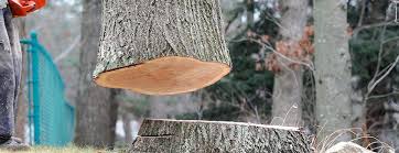 Best Tree Removal  in Glens Falls, NY