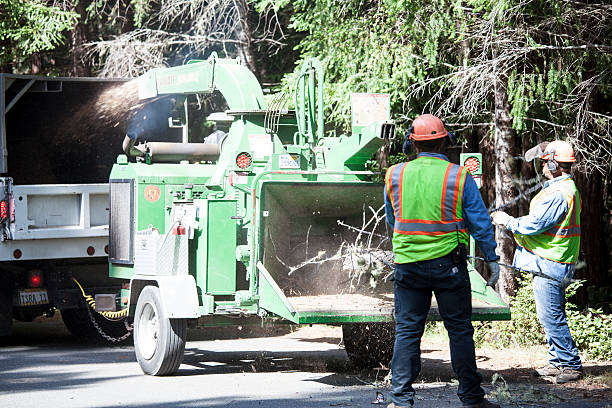Best Firewood Processing and Delivery  in Glens Falls, NY