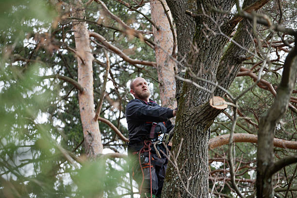 How Our Tree Care Process Works  in  Glens Falls, NY