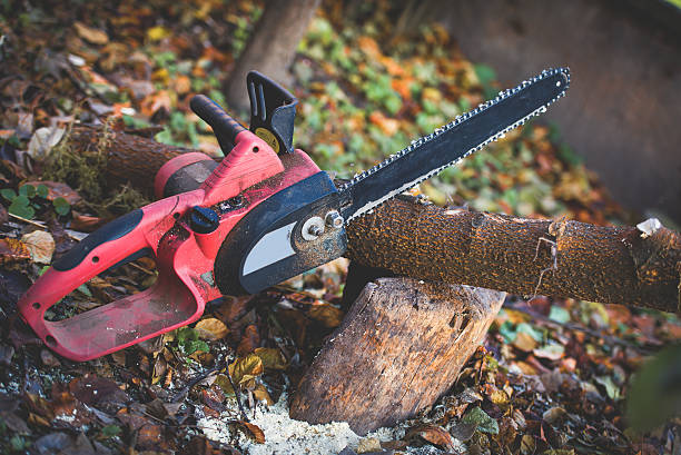 Best Tree Risk Assessment  in Glens Falls, NY